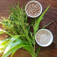 Adlay Wheat Philippines