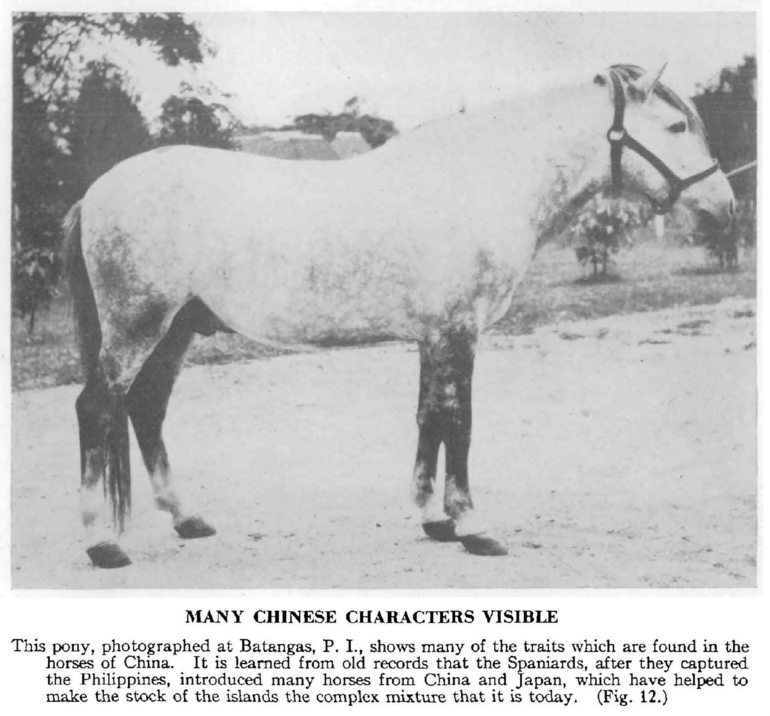 Ancient Horses of the Philippines Sulu Pony Oldest