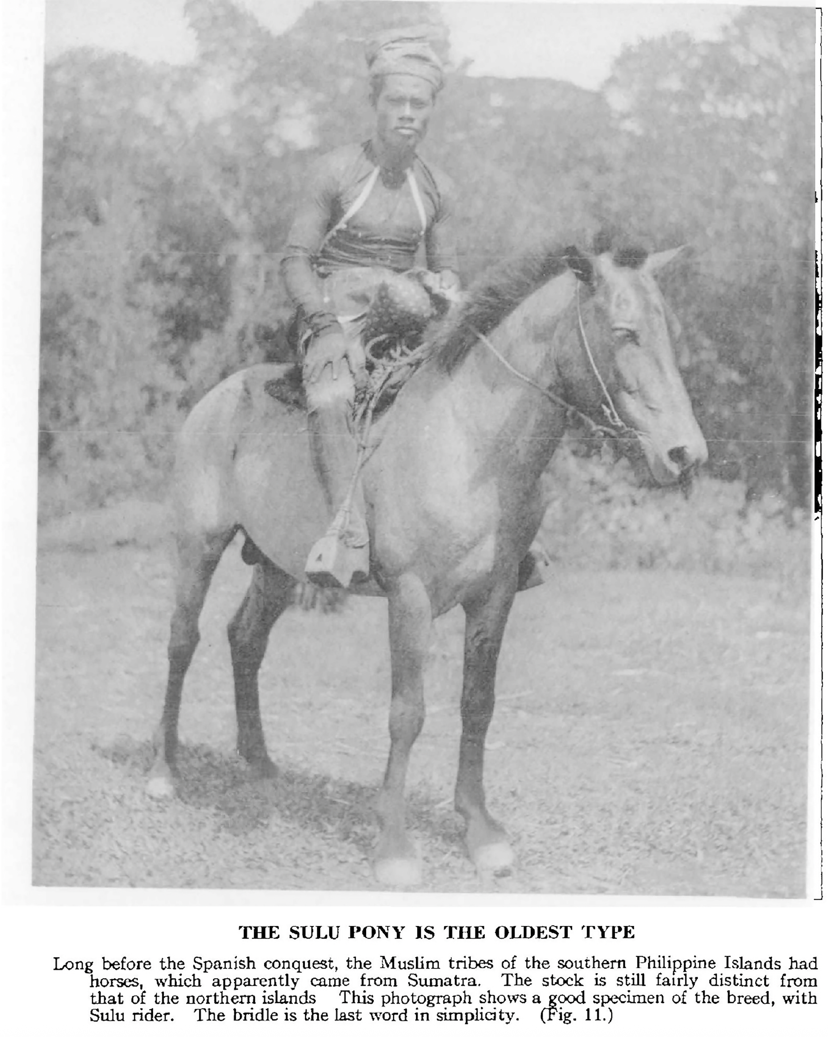 Ancient Horses of the Philippines Sulu Pony Oldest