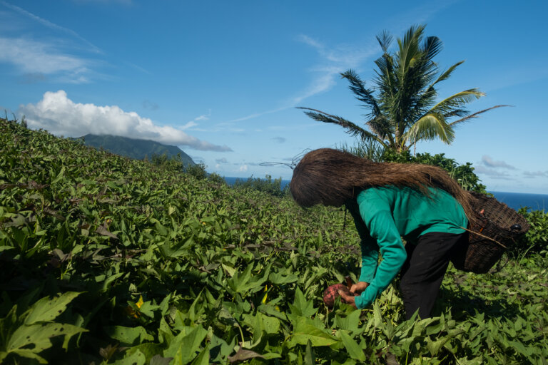 Batanes Lush, Fertile Fields