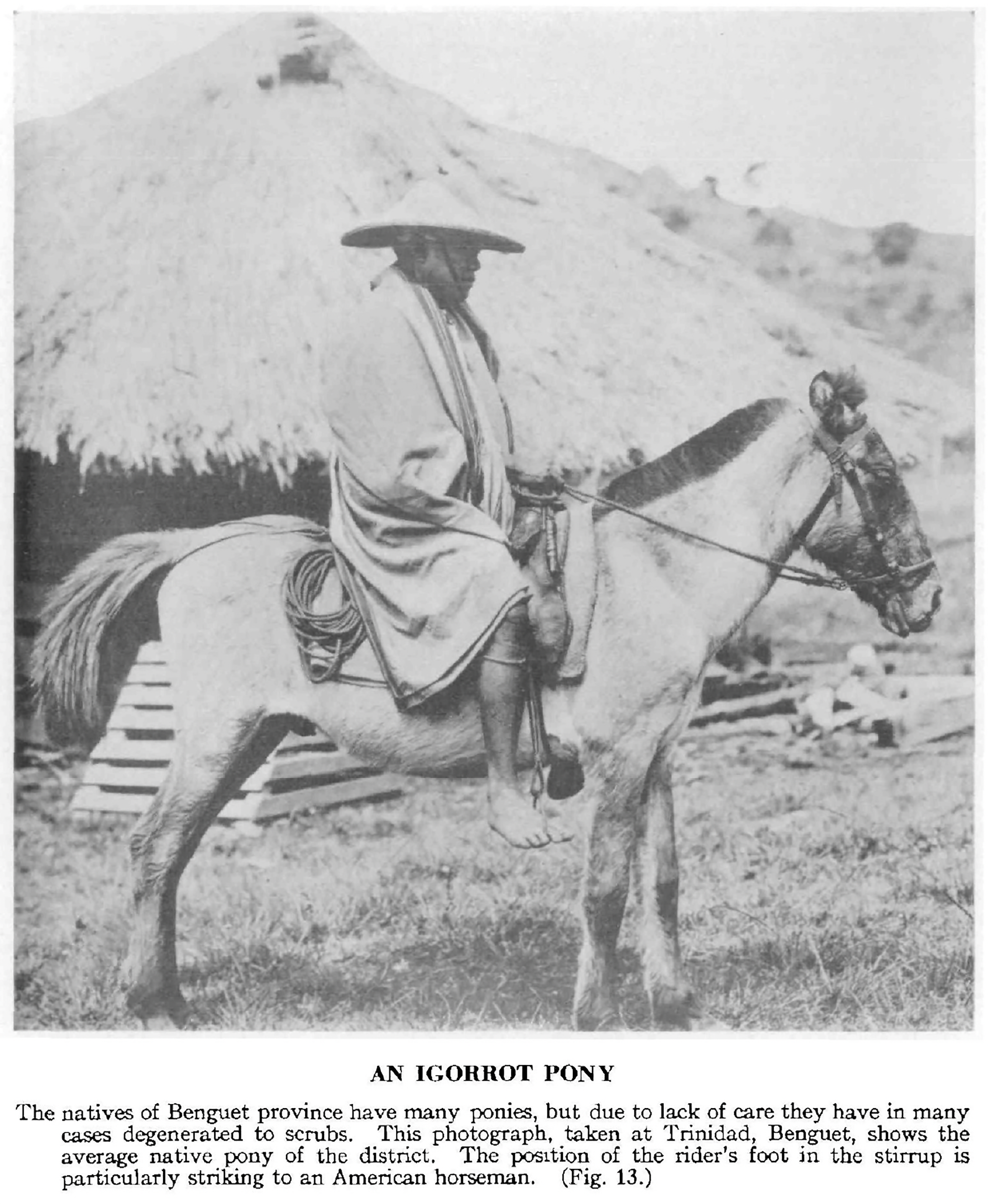 Ancient Horses of the Philippines Igorrot Pony